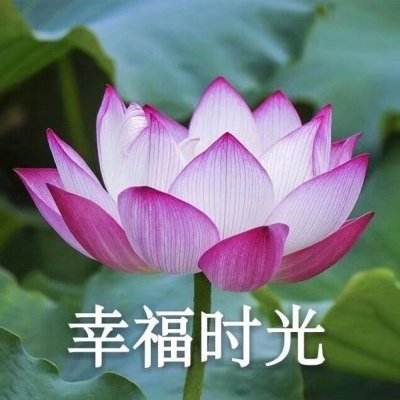 赛博创成数码宝贝手游下载